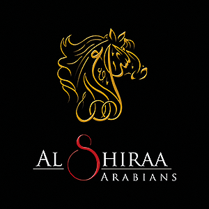 Al Shiraa Arabians