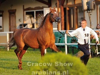 Zaher Al Khalediah 16 09 09 182606 57 LPA 9208  #18: ZAHER AL KHALEDIAH (5)(Amateur Bronze Champion)