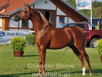 Nayef Al Khalediah 16 09 09 164305 41 WPA 7490  #44: NAYEF AL KHALEDIAH (1, Bronze Junior Champion Stallion)