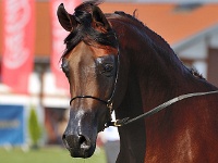 Petrarca 16 09 09 155658 41 LPA 8694 2  #40: PETRARCA (1, Gold Junior Champion Stallion)