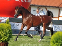 Petrarca 16 09 09 161300 16 LPA 8779  #40: PETRARCA (1, Gold Junior Champion Stallion)