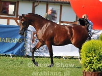Petrarca 16 09 09 161300 69 LPA 8781  #40: PETRARCA (1, Gold Junior Champion Stallion)