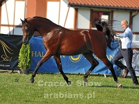 Petrarca 16 09 09 161301 13 LPA 8784  #40: PETRARCA (1, Gold Junior Champion Stallion)