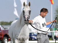 Wiron 16 09 10 155119 40 LPA 0738  #86: WIRON (2, Silver Senior Champion Stallion)