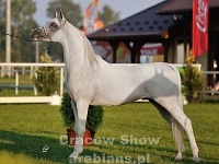 Wiron 16 09 10 181352 14 LPA 1540  #86: WIRON (2, Silver Senior Champion Stallion)